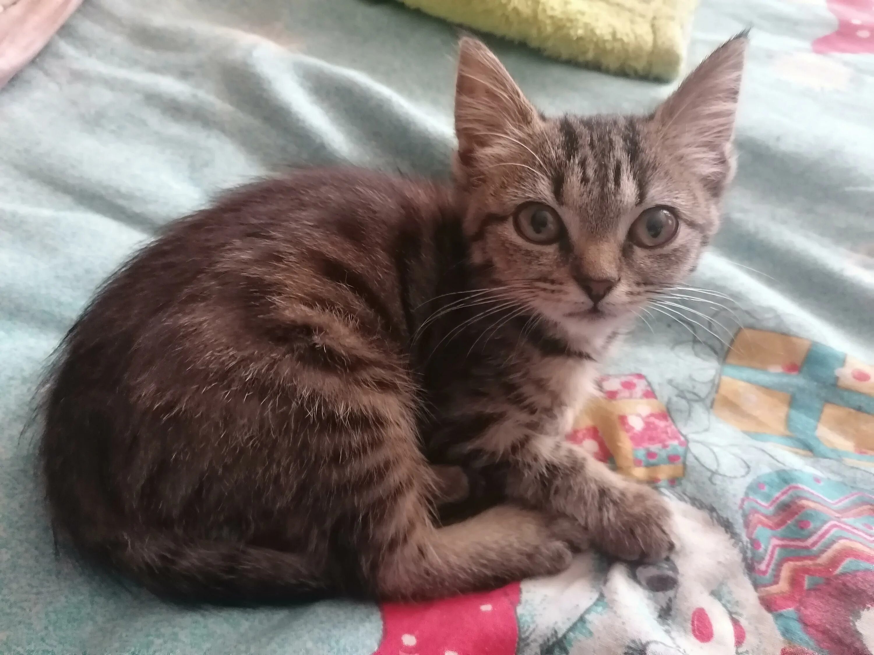 Котенок 6 месяцев фото Моя кошка очень маленькая, ей 6 месяцев а она как 2месячная Как стать ей взросле