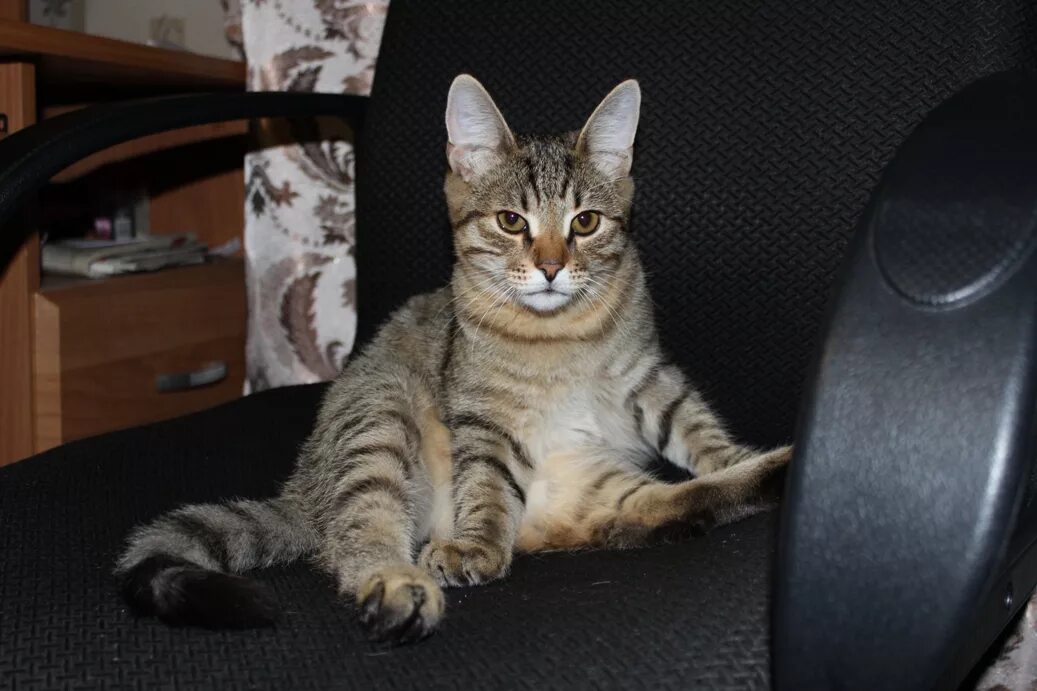 Котенок 6 месяцев фото Котенку 6 месяцев - БАРСИК из Подмосковья