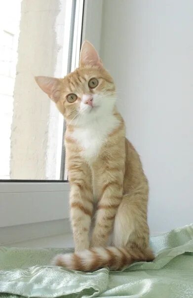 Котенок 6 месяцев фото САНКТ-ПЕТЕРБУРГ. Рыжая кошечка-подросток ищет.. Кошки.Поможем бездомным животным