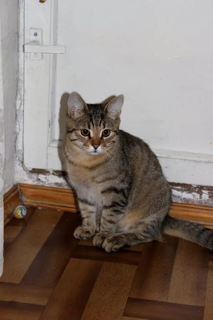 Котенок 6 месяцев фото Котенку 6 месяцев - БАРСИК из Подмосковья