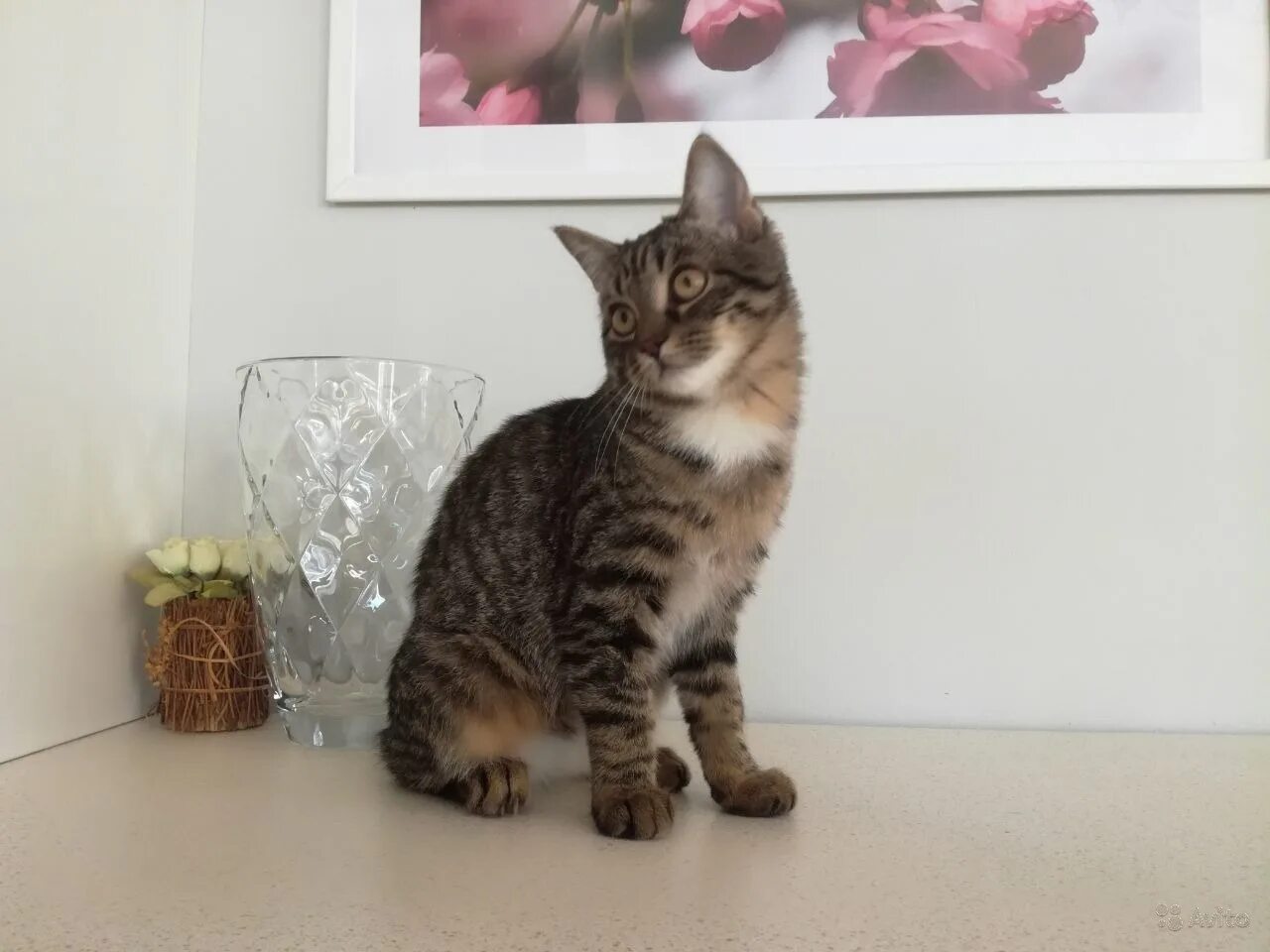 Котенок 6 месяцев фото Котик 6 месяцев