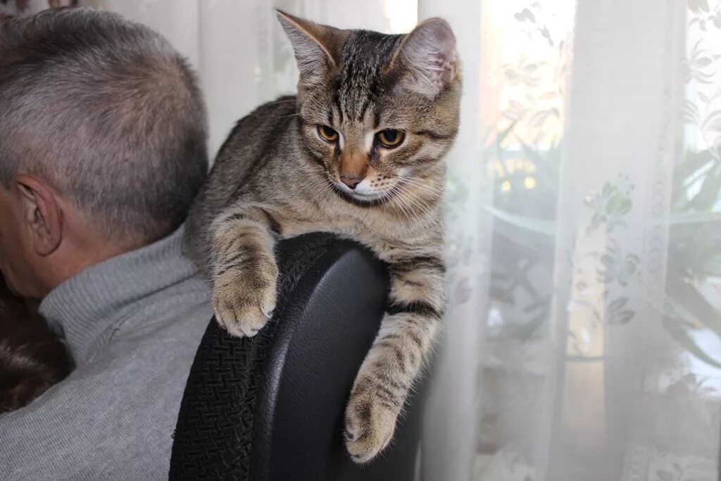Котенок 6 месяцев фото Котенку 6 месяцев - БАРСИК из Подмосковья