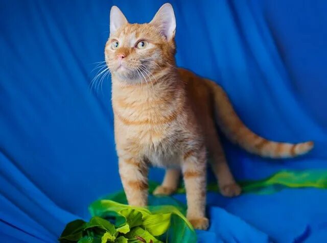Котенок 6 месяцев фото Рыжий красавчик Гарфилд! Котенок, 6 месяцев, в дар. (Москва и МО) - Птичий рынок