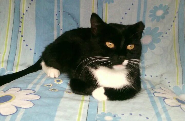 Котенок 8 месяцев фото Неактивно