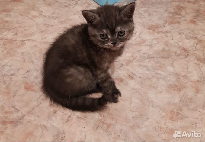 Котенок 8 месяцев фото Кошка купить на Зозу.ру