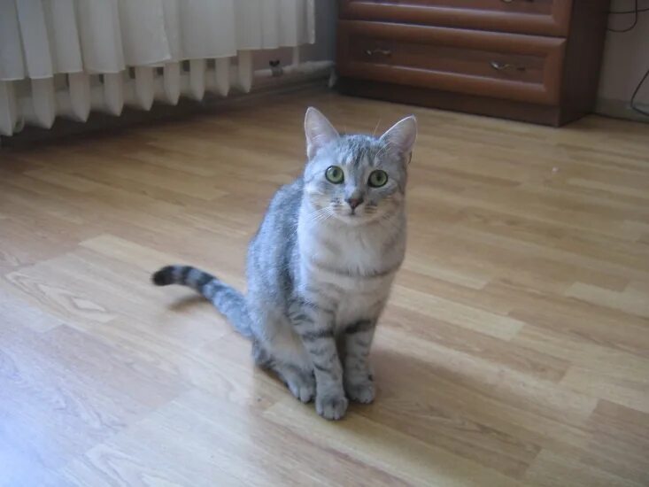 Котенок 8 месяцев фото Найдена кошечка (7-8 месяцев) / Соцсеть для владельцев животных - объявления, ли