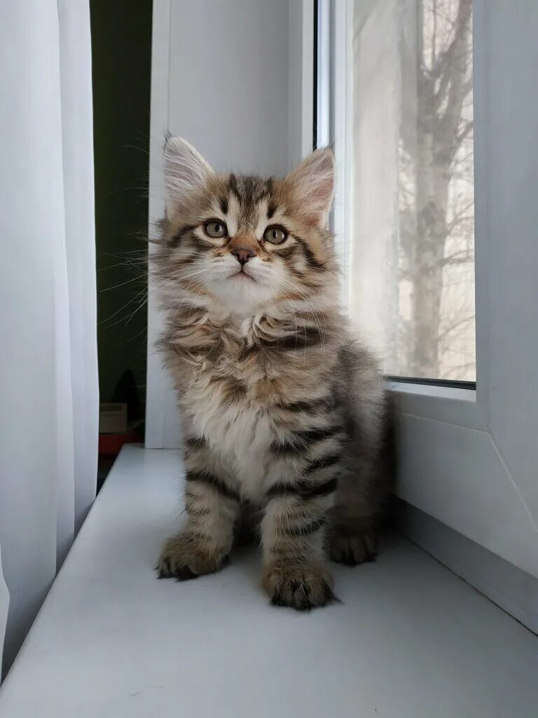 Котенок 8 месяцев фото Панорама: Корона Сибири, питомник животных, Новочеркасский бул., 8, Москва - Янд