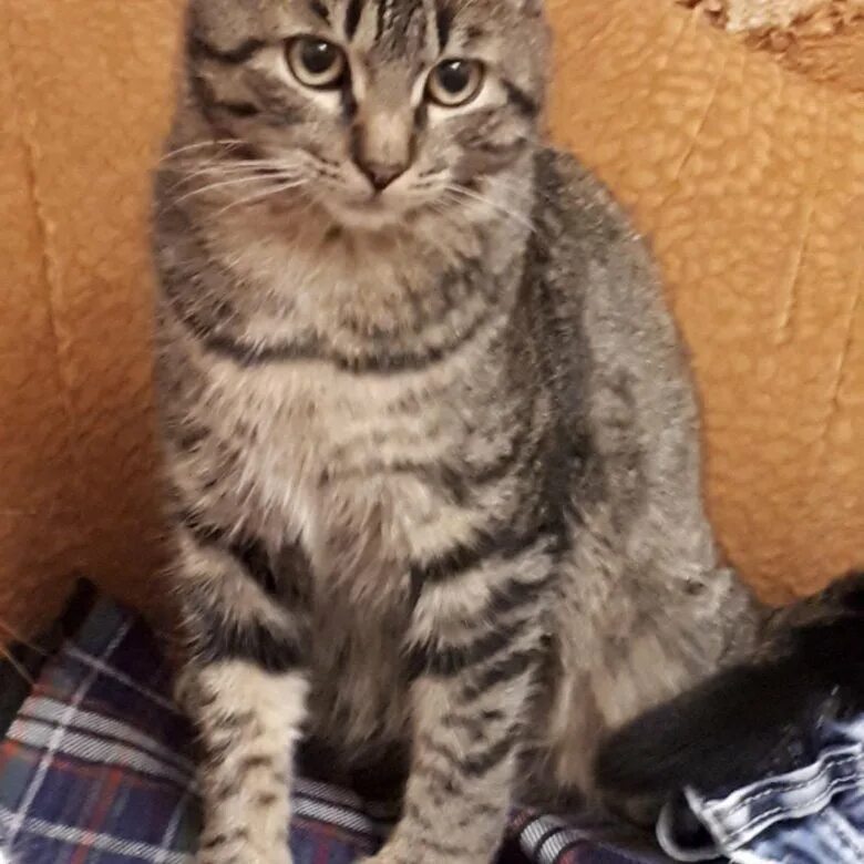 Котенок 8 месяцев фото Котёнок 8 месяцев - купить в Арсеньеве, бесплатно, продано 16 декабря 2018 - Кош