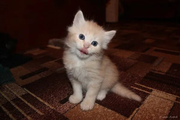 Котенок 9 месяцев фото Три кота. Вернее, два рыжих кота и одна чёрная кошечка.
