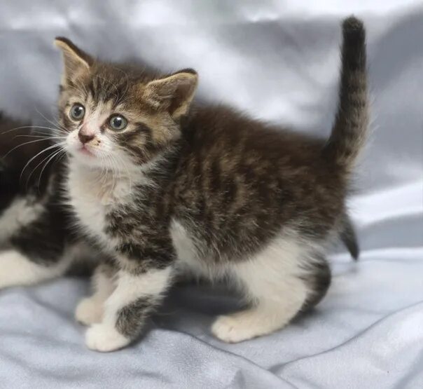 Котенок 9 месяцев фото Котята ищут дом 2! дома! - Фотография 7 из 20 ВКонтакте