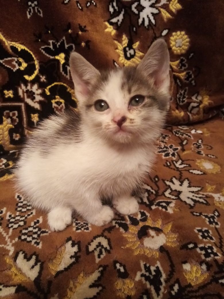 Котенок 9 месяцев фото Бронницы, Москва и МО. Котята в добрые руки! Отдам Даром Жуковский Раменское