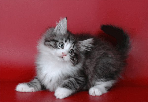 Котенок 9 месяцев фото Фотоальбом "Мои фотографии" - Имя, Ташкент