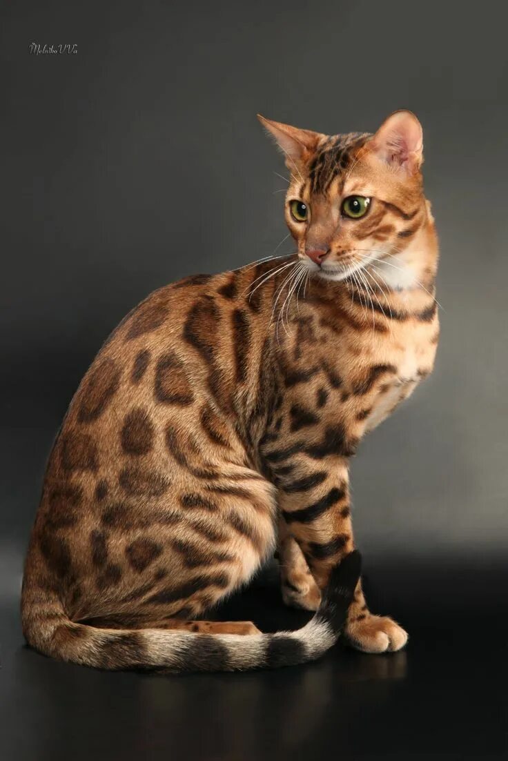 Котенок бенгальской породы фото Красивая бенгальская кошка пятнистого золотого окраса Бенгальская кошка, Египетс