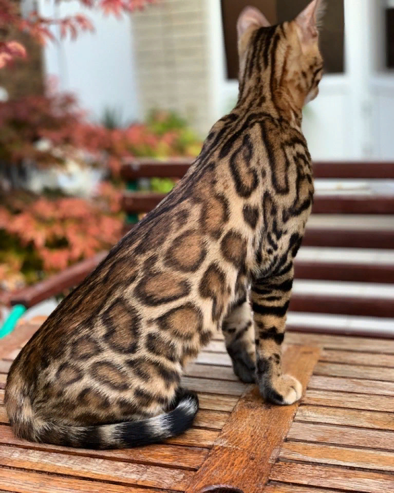 Котенок бенгальской породы фото Три породы нелиняющих кошек МанкиБлог Дзен