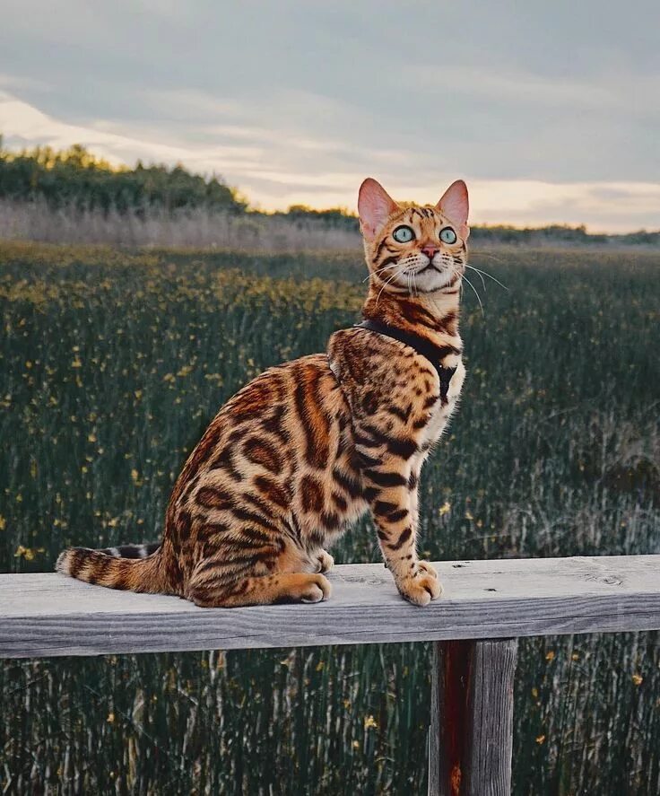 Котенок бенгальской породы фото Meet Suki, The Adventure Wondercat Who Became An Instagram Star - Design You Tru