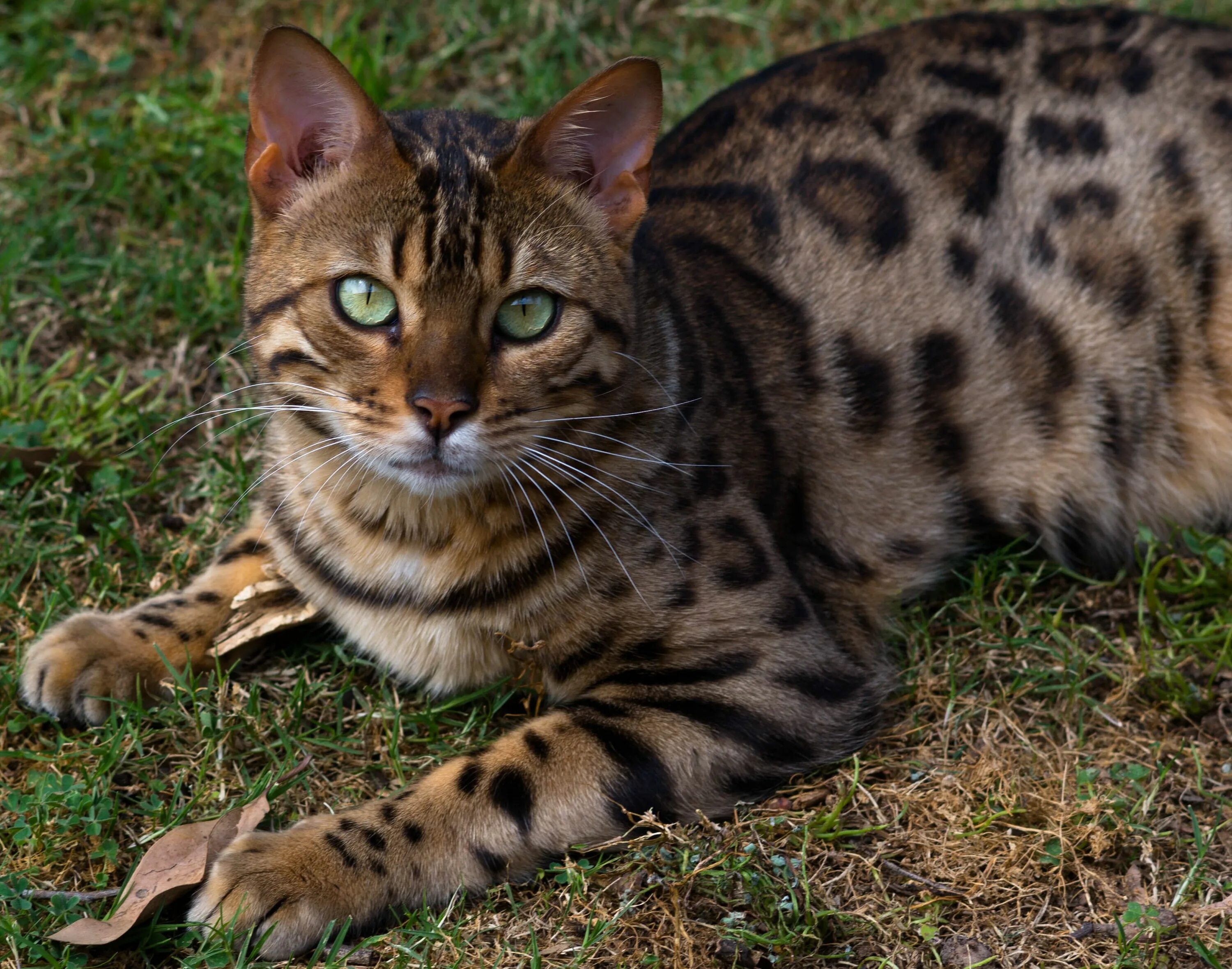 Котенок бенгальской породы фото #cats #bengal #catsofinstagram #bengalcat #bengalsofinstagram #ig_bengals #catst