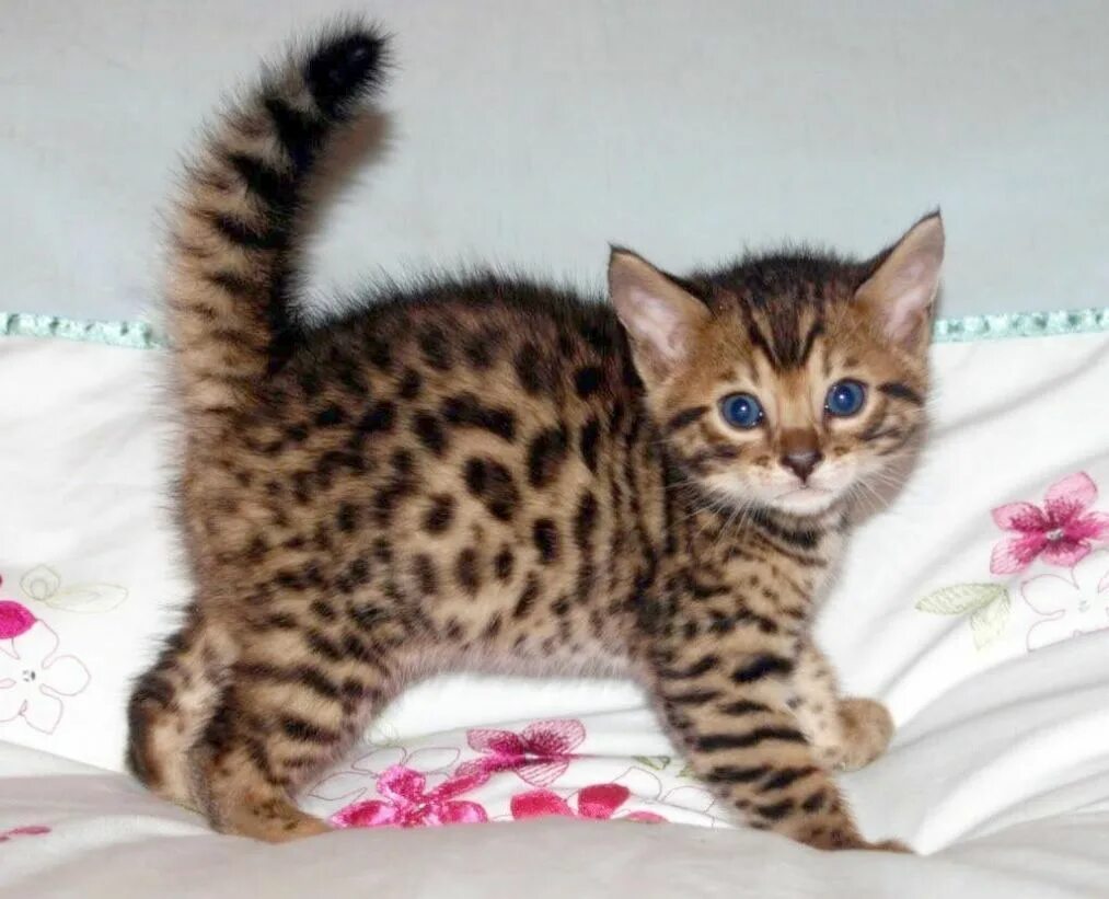 Котенок бенгальской породы фото Get some - Cute Cats And Kittens Wallpaper!! Bengal kitten, Cats, Baby cats