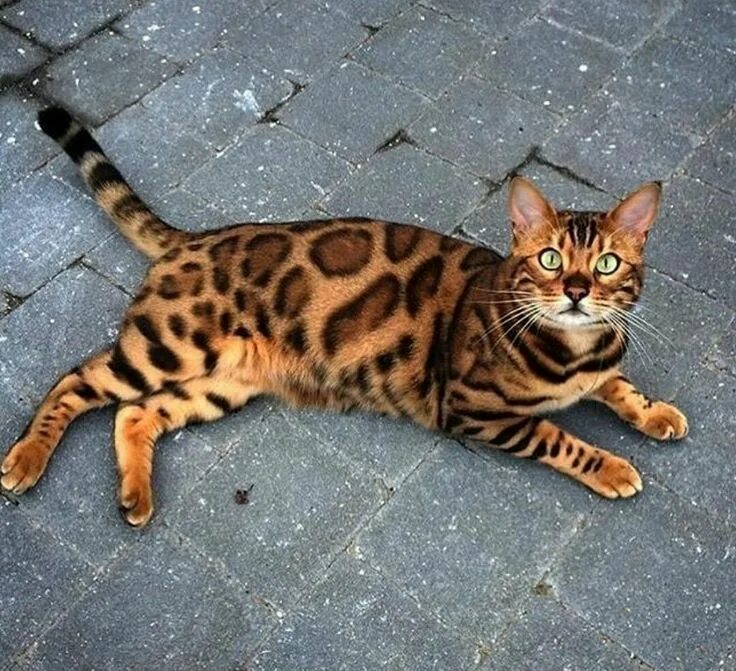 Котенок бенгальской породы фото 161231 1354 Bengal cat, Pretty cats, Beautiful cats
