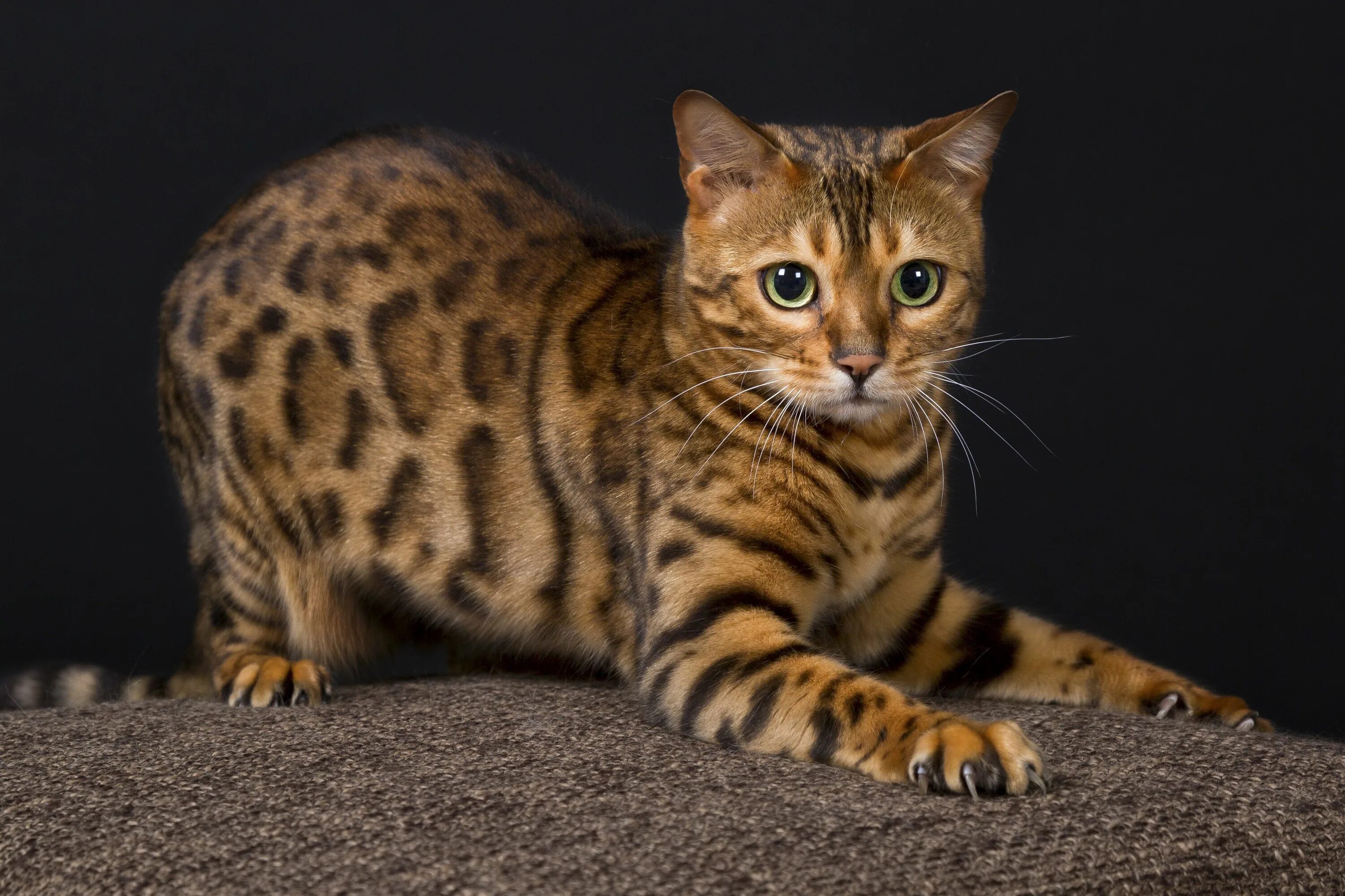 Котенок бенгальской породы фото Bengalkatze Animaux, Chat