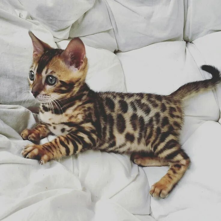 Котенок бенгальской породы фото защитник моряк супер кот 10 топ 10 топ смешных кошек супер druzhko show смешной 