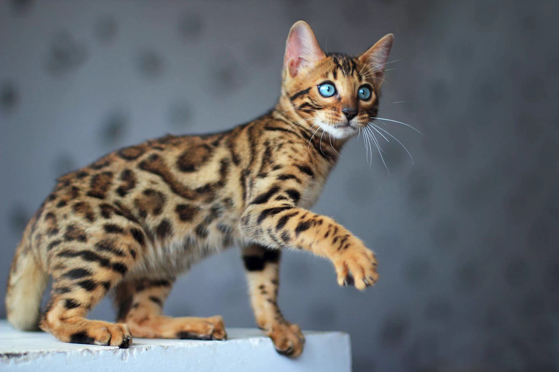 Котенок бенгальской породы фото Бенгальский кот