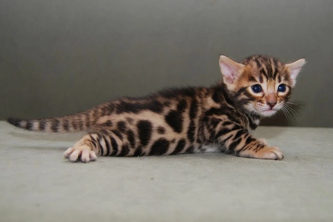 Котенок бенгальской породы фото A cute little Bengal kitten Gattini bengala, Animali belli, Gatti e gattini
