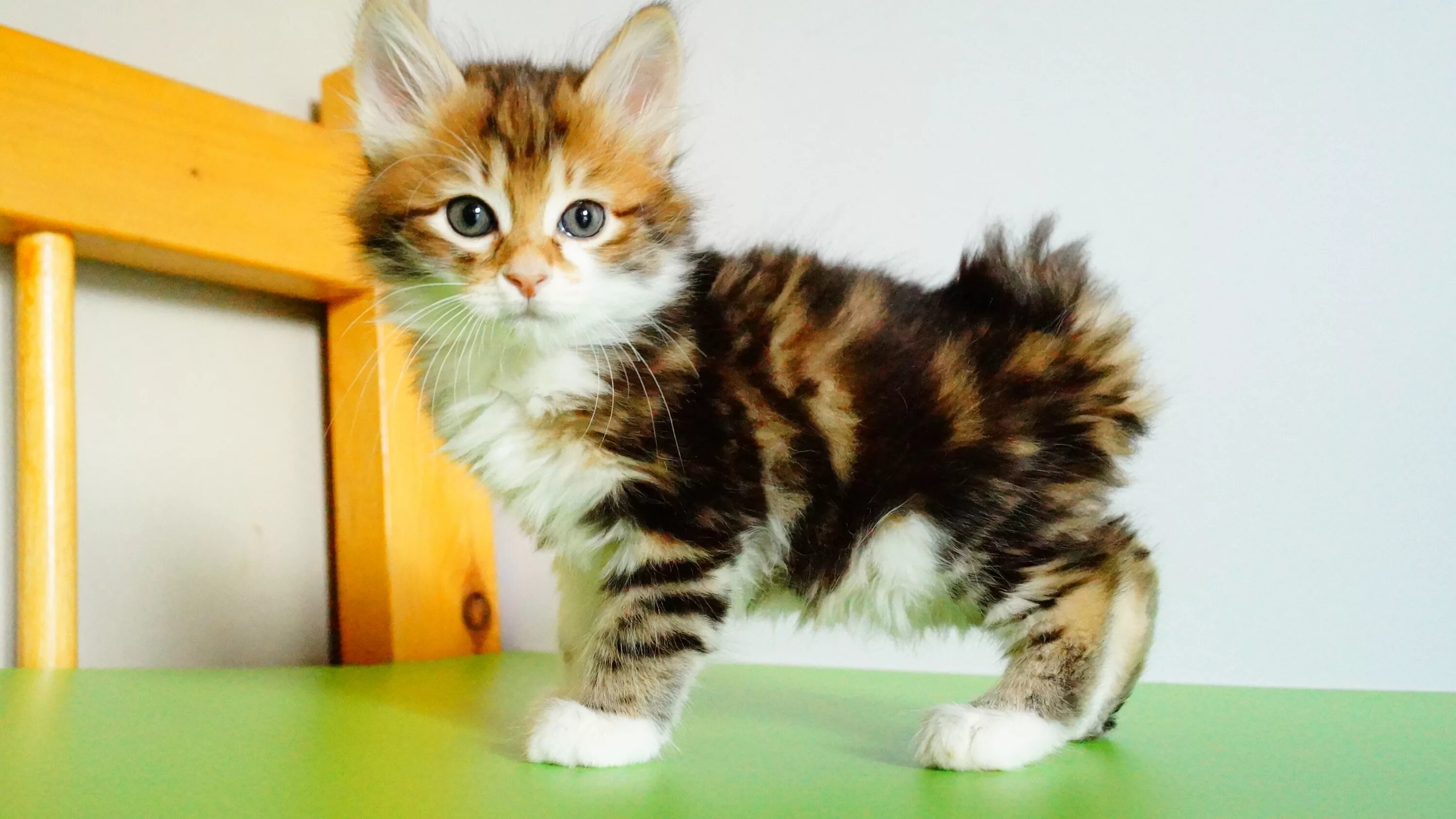 Котенок бобтейл фото Пин от пользователя Eugene на доске Kurilian Bobtail