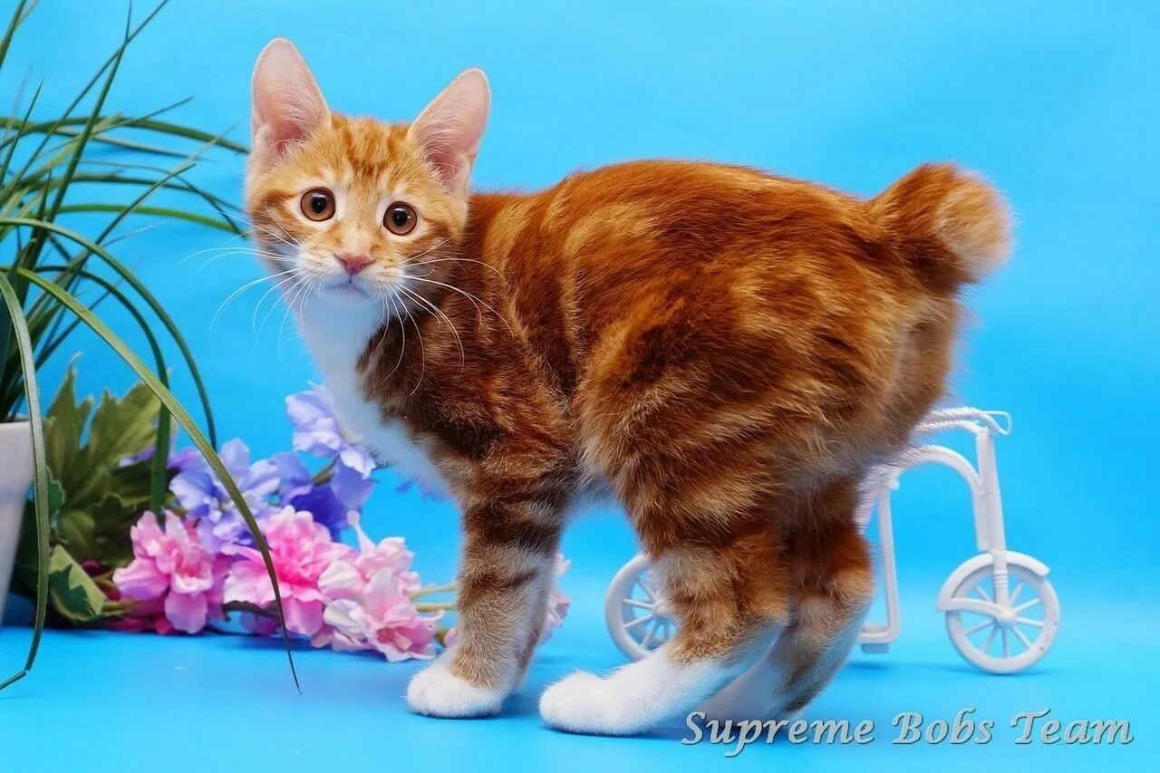 Котенок бобтейл фото цена Курильский бобтейл котенка 59 фото - ZooClever.ru