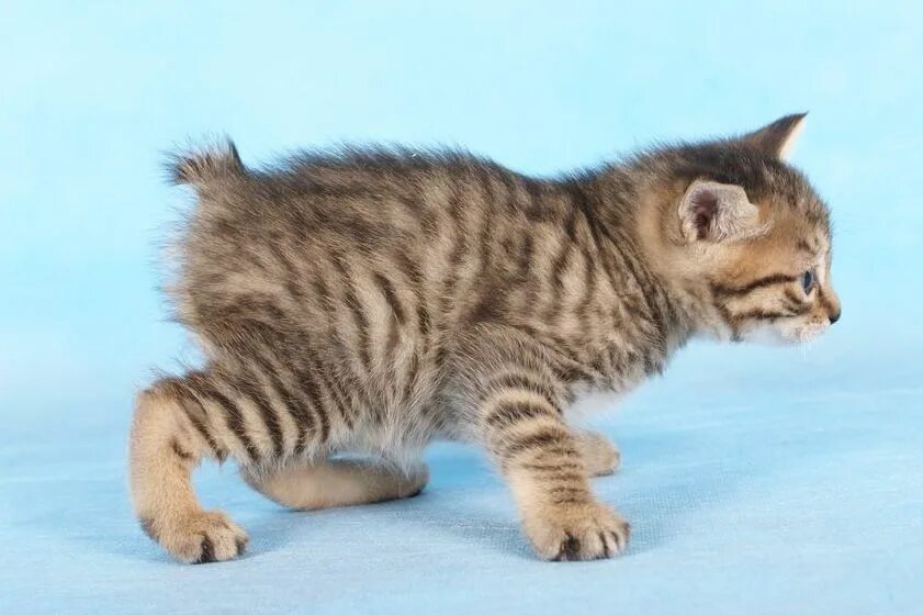 Котенок бобтейл фото цена Курильский бобтейл - происхождение породы, особенности характера и содержания : 