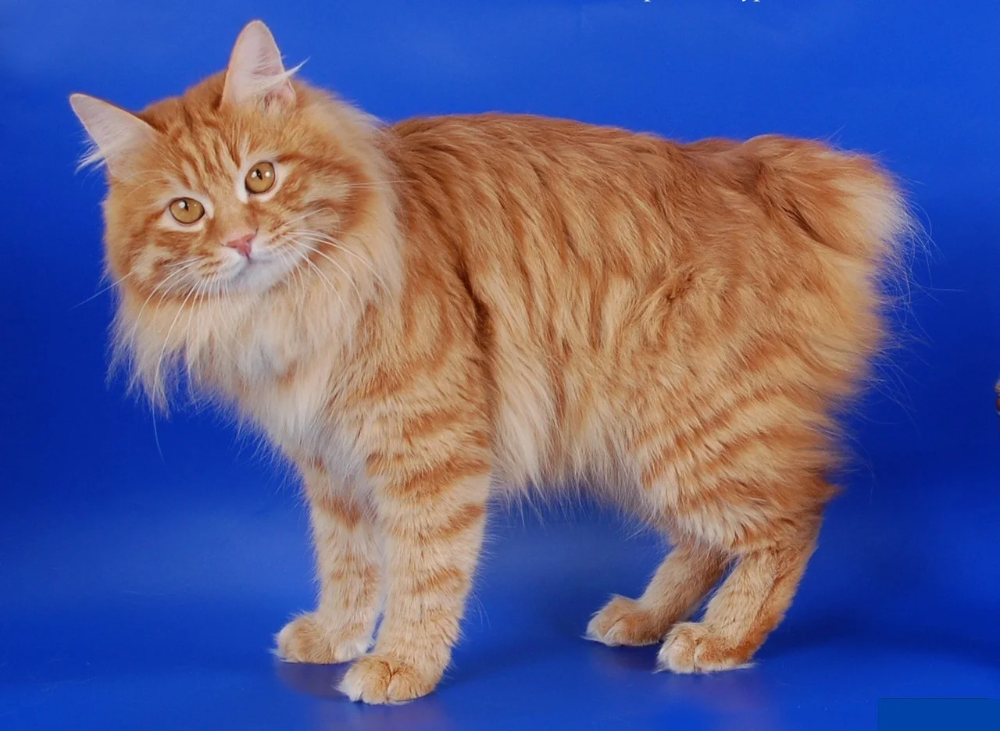 Котенок бобтейл фото цена красный тэбби макрель Katten