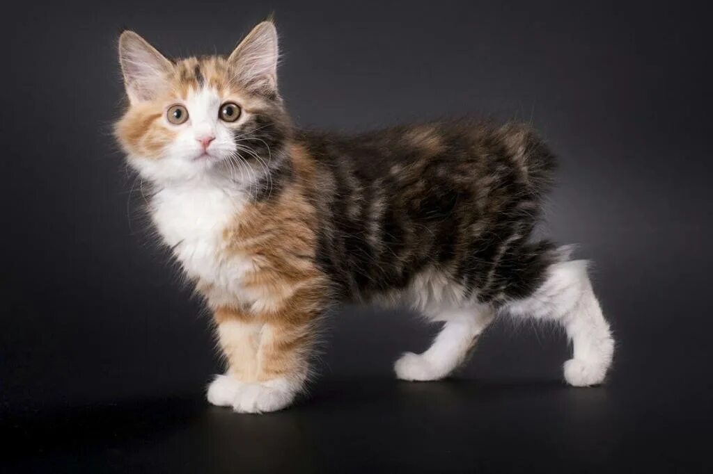 Котенок бобтейл фото цена Котята курильского бобтейла: описание породы, фото