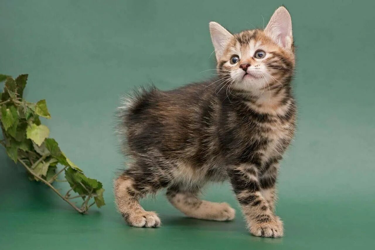 Котенок бобтейл фото цена Бобтейла кошки домашней - картинки и фото koshka.top