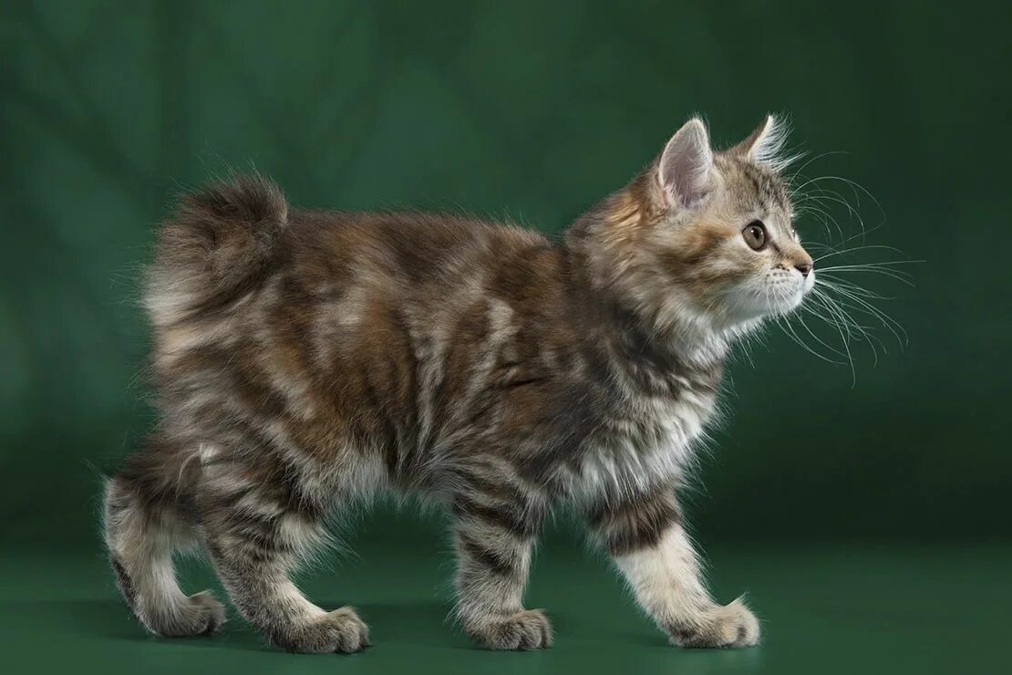 Котенок бобтейл фото цена Карельский бобтейл котенок - картинки и фото koshka.top