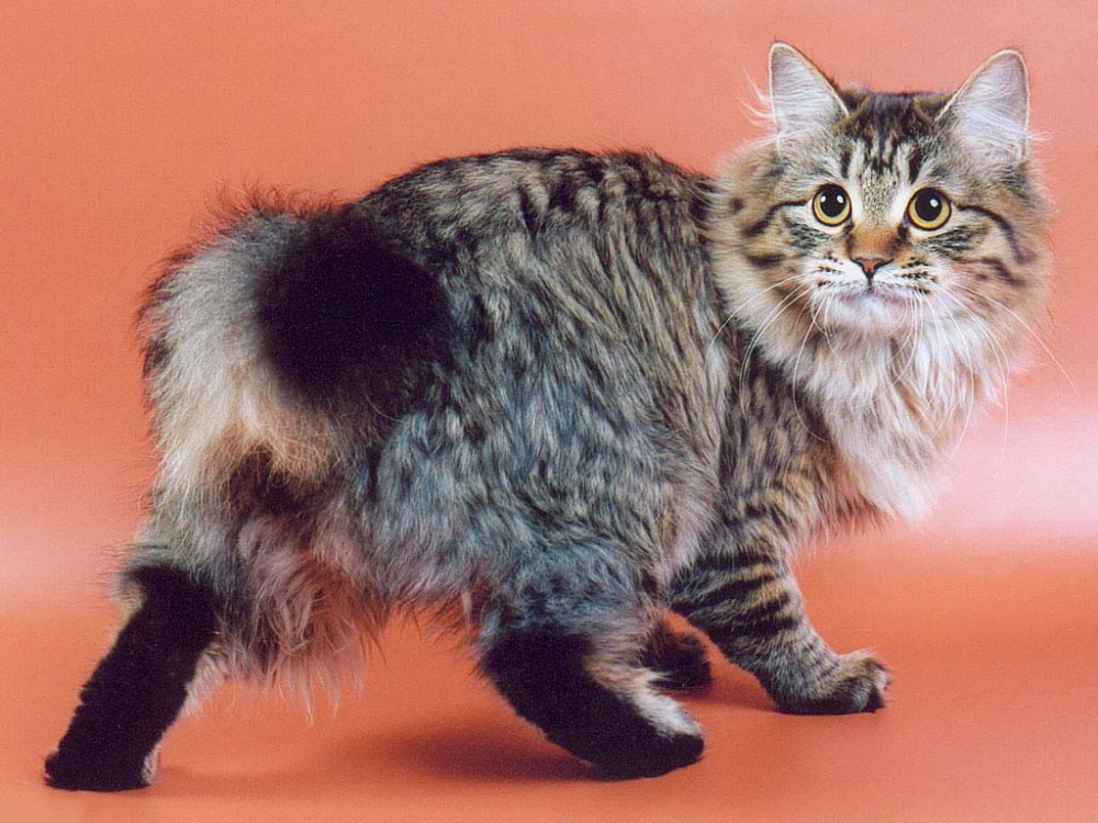 Котенок бобтейл фото цена Курильский бобтейл: описание породы, характер кошки, советы по содержанию и уход