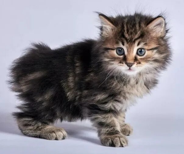 Котенок бобтейл фото цена Купим или возьмём в добрые руки котёнка Бобтейла. 89009721720. Или в комменты 20