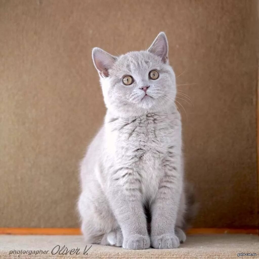 Котенок британец 4 месяца фото Британские котята голубые, лиловые (Litter-F2) - 17 Ноября 2017 - Питомник GALA-