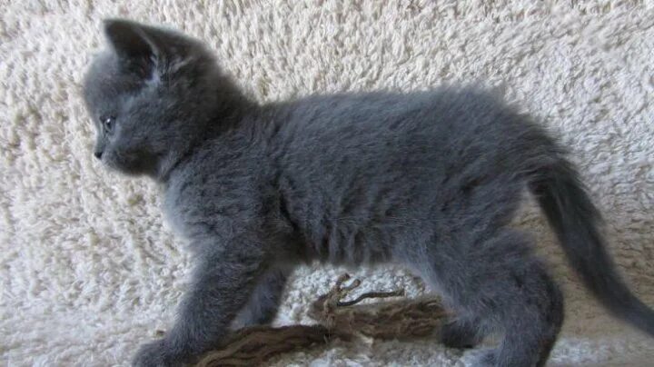 Котенок британец 4 месяца фото Британская кошечка - купить в Красноярске, цена 500 руб., продано 25 мая 2019 - 