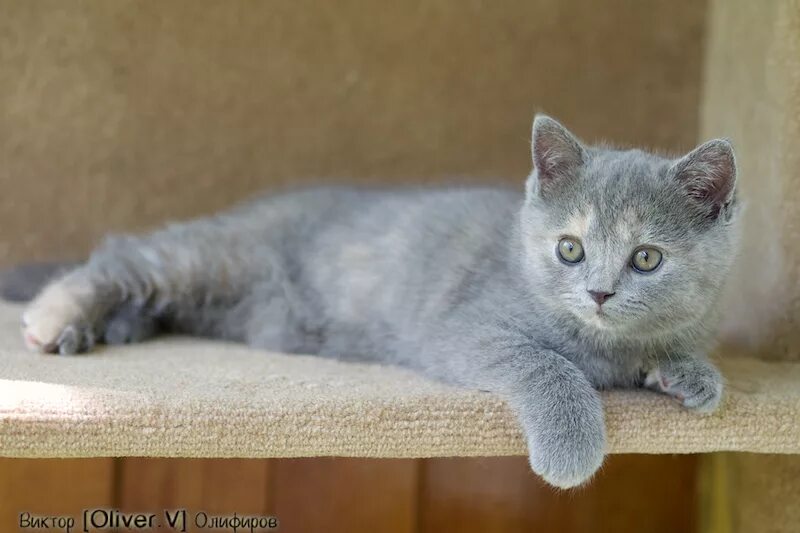 Котенок британец 4 месяца фото Хроника развития британских котят из питомника GALA-CAT - Блог - Страница 23