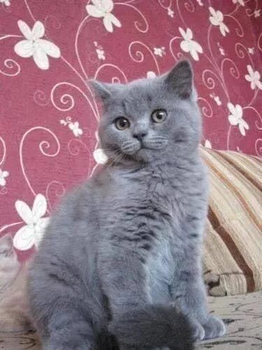 Котенок британец 4 месяца фото Продам замечательных шотландских котят, от чистокровных родителей и правильной в