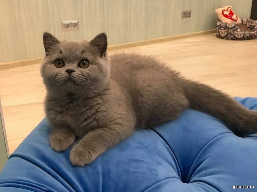 Котенок британец 4 месяца фото Хроника развития британских котят из питомника GALA-CAT - Блог - Страница 21