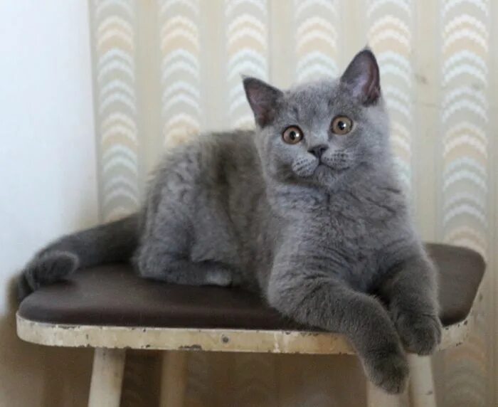 Котенок британец 4 месяца фото Британские котята от хороших производителей, цена: 15000 руб, объявление в разде