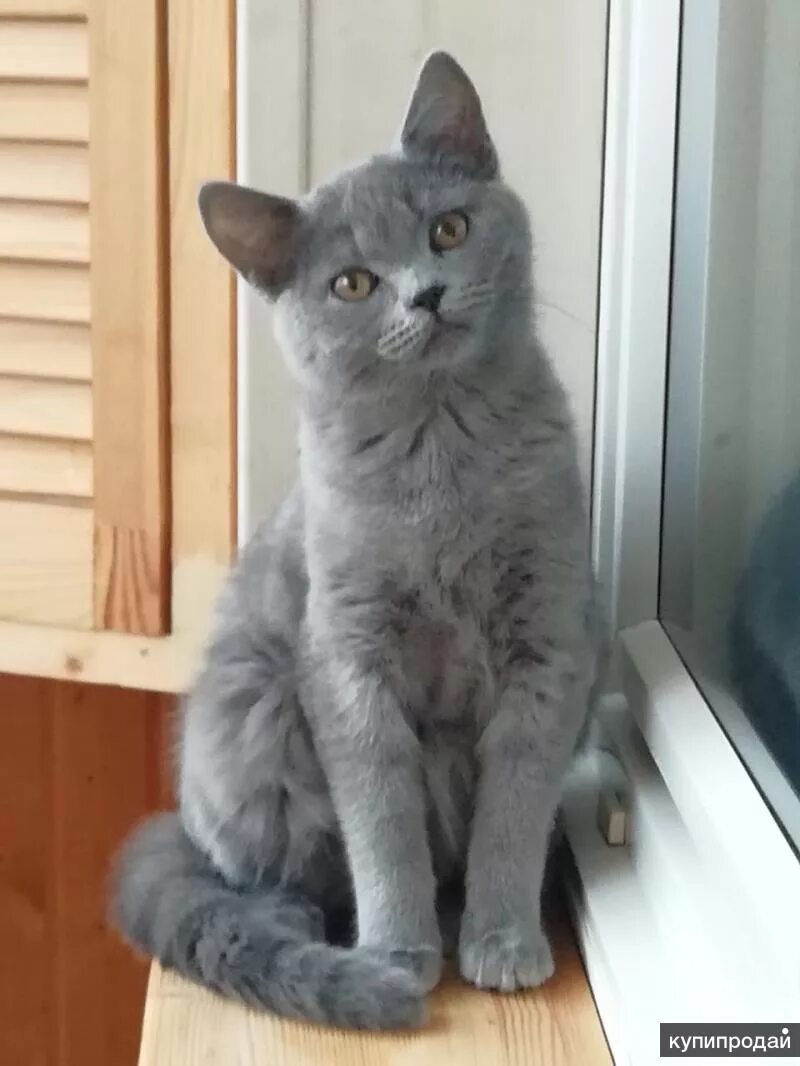 Котенок британец 4 месяца фото Продам британского котенка в Москве