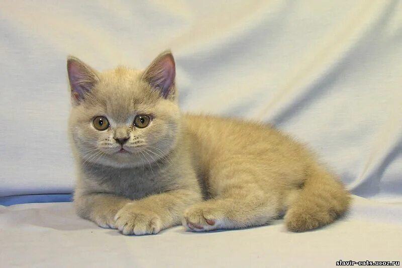 Котенок британец 4 месяца фото Британская 3 месяца