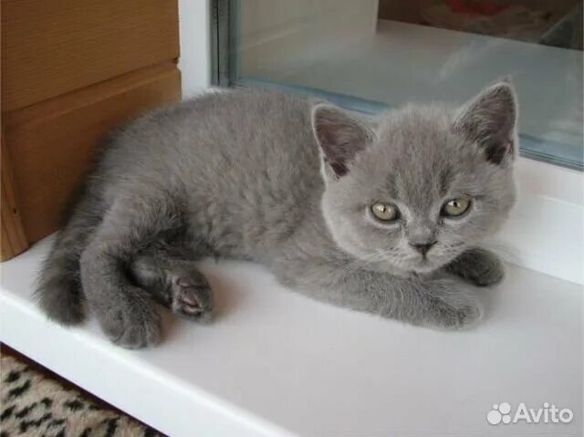 Котенок британец 4 месяца фото Котёнок ищет семью купить в Уфе Животные и зоотовары Авито