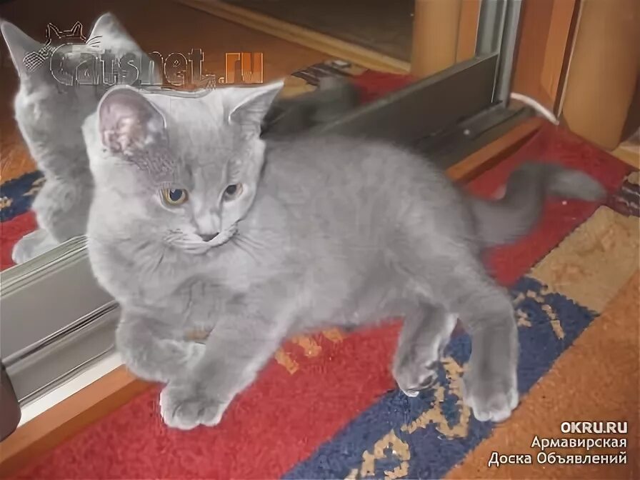 Котенок британец 4 месяца фото Продам британскую кошечку 2