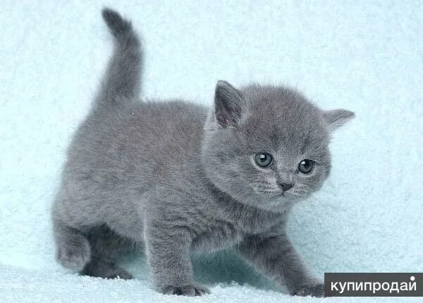 Котенок британец 4 месяца фото Британские домовята в Новосибирске