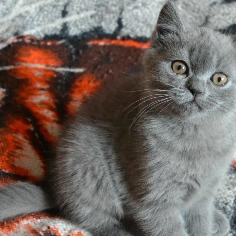 Котенок британец 4 месяца фото Продаём котенка, британская голубая, 2-месяца - купить в Мурманске, цена 3 000 р