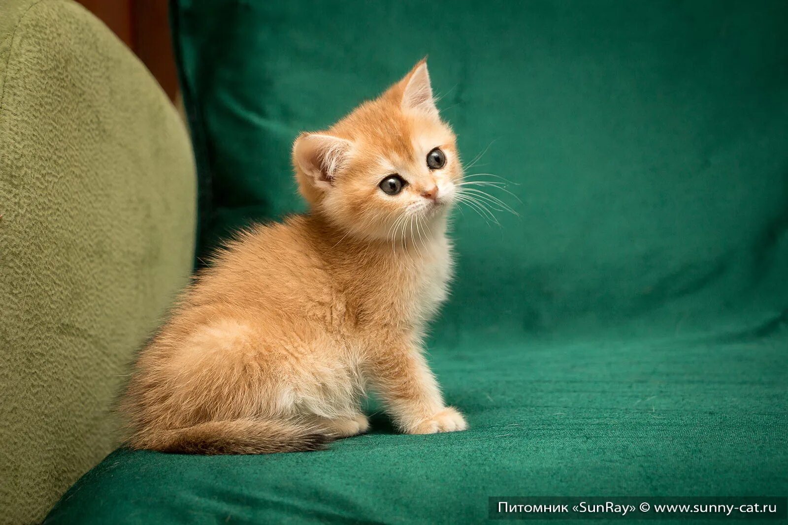 Котенок британец фото 1 месяц рыжий Котенок мальчик британский короткошерстный (британец) черный золотой тикированны