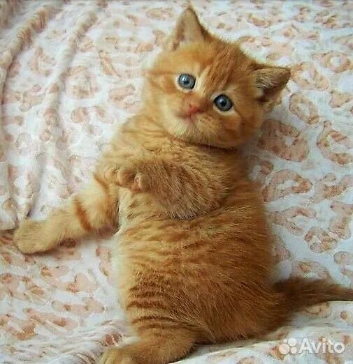 Котенок британец фото 1 месяц рыжий Яркая малышка купить на Зозу.ру