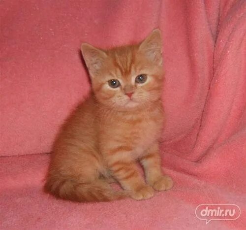 Котенок британец фото 1 месяц рыжий Фото Шотландских Котят Прямоухих Рыжих - Telegraph